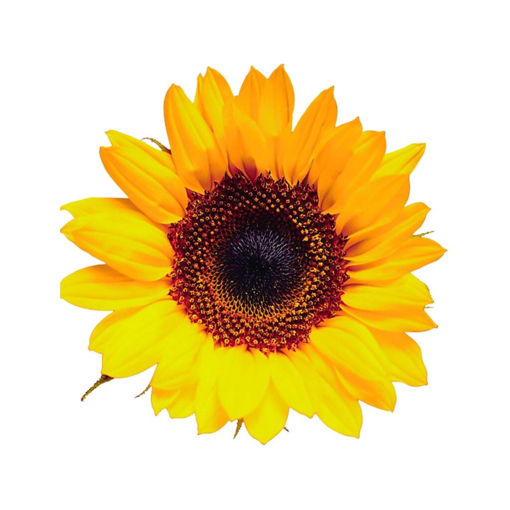 Sunflower-min.jpg