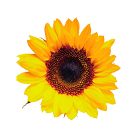 Sunflower-200x200.png