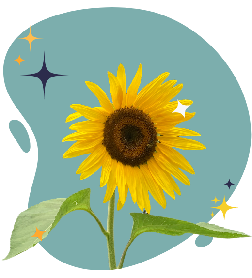 decorative sunflower image